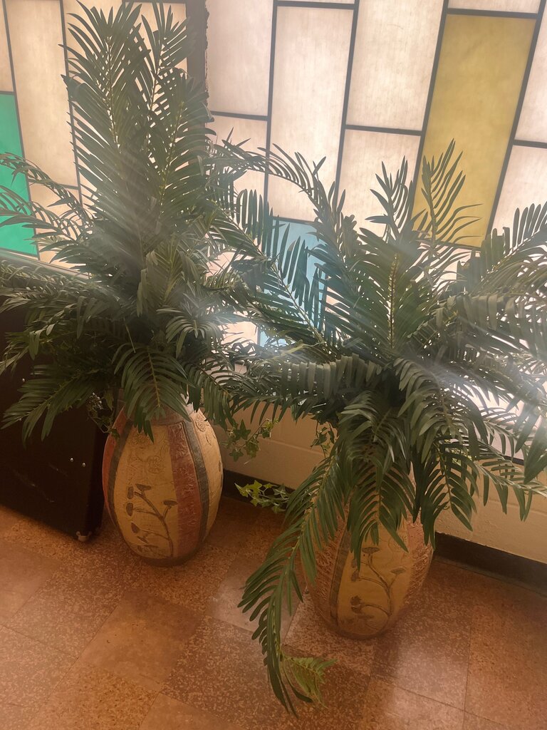 Decorative Potted Plants