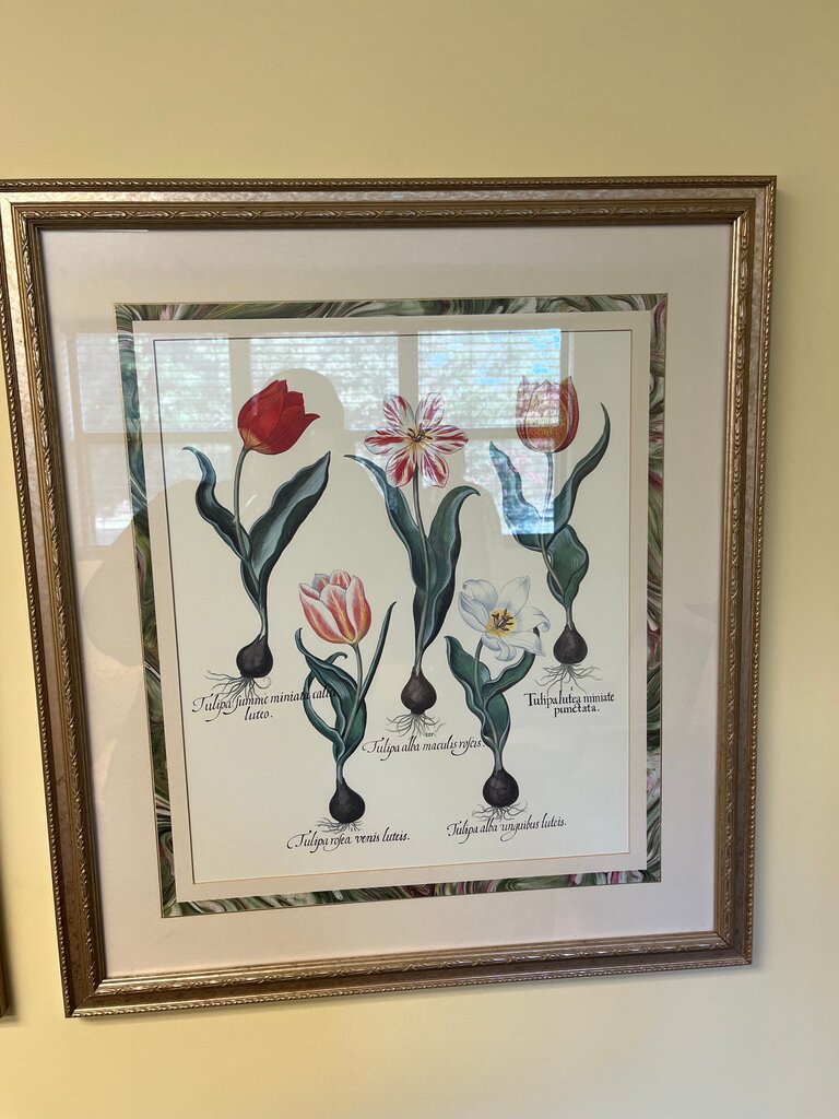 Framed Botanical Artwork of Tulips