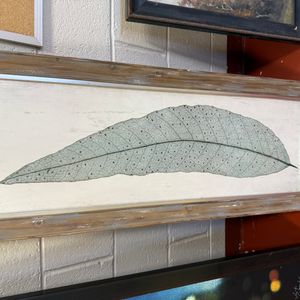 Framed Eucalyptus Leaf Skeleton Art