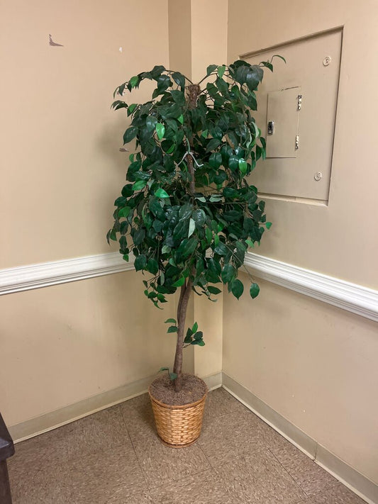 Artificial Ficus Tree