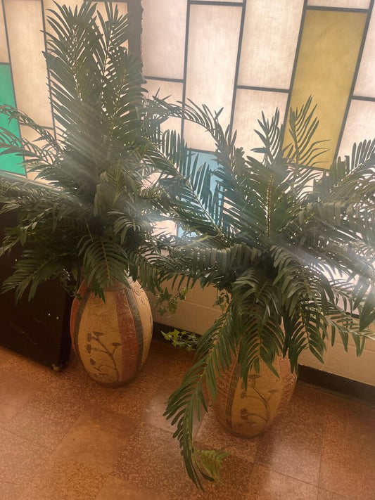 Decorative Potted Plants