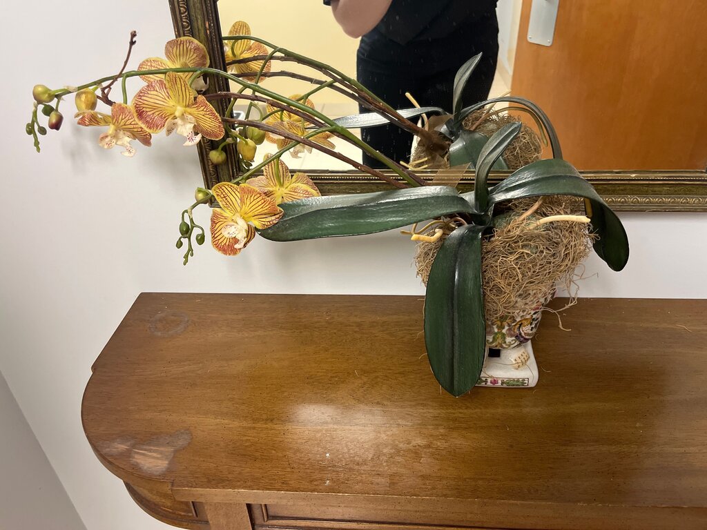Orchid Plant Arrangement