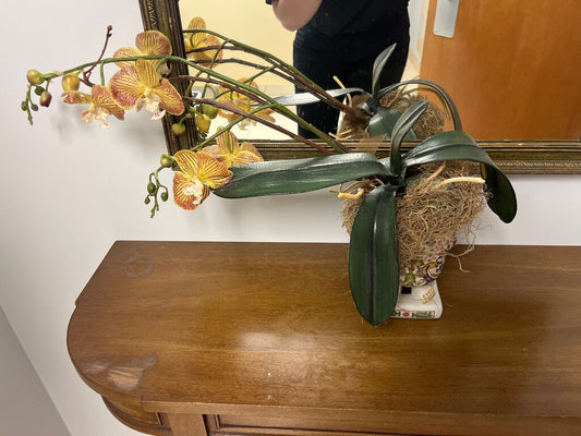 Orchid Plant Arrangement