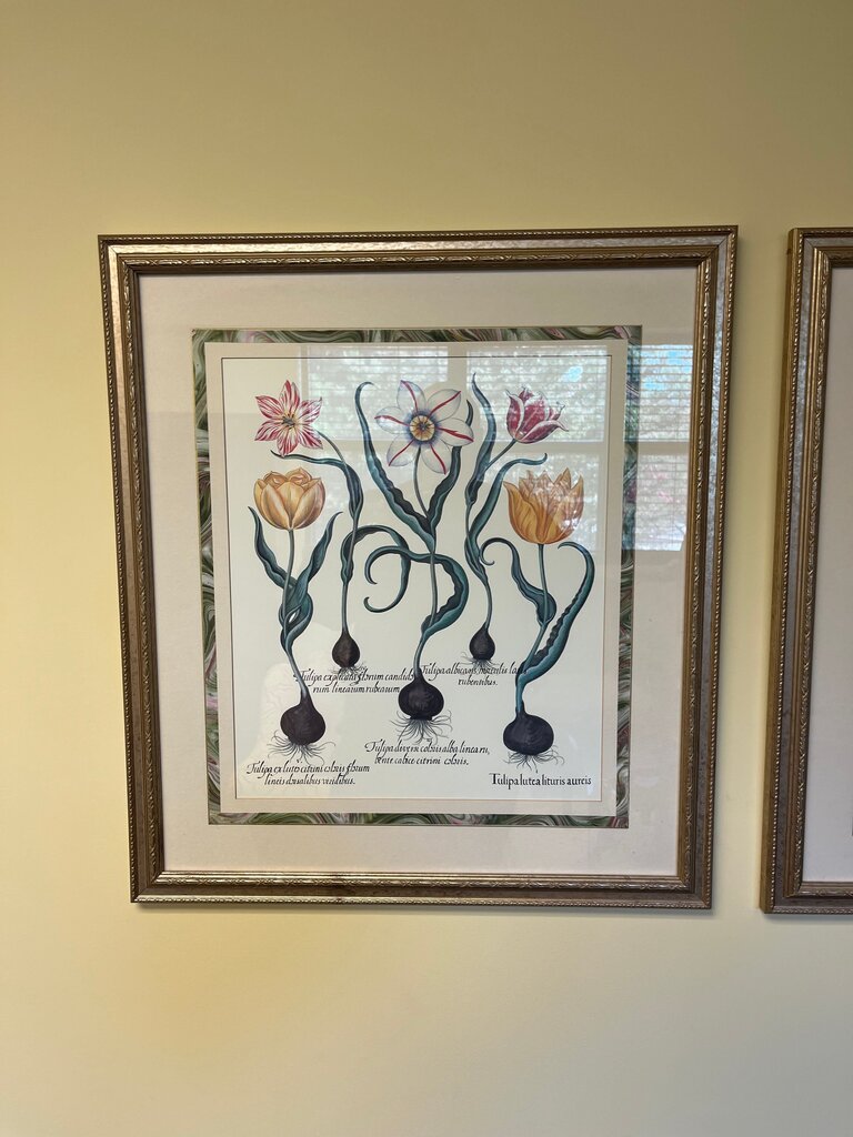 Framed Botanical Print of Tulips
