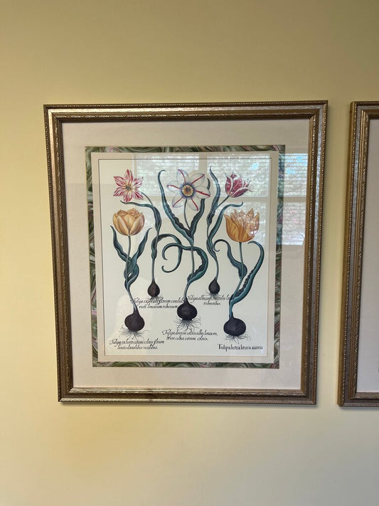 Framed Botanical Print of Tulips