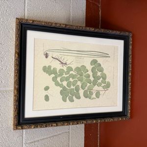 Adiantum Emarginatum Botanical Print