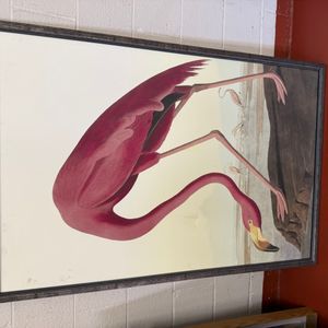 American Flamingo Plate from John James Audubon's Birds of America