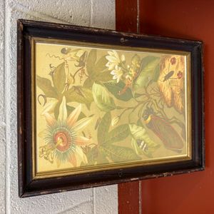 Antique Botanical Print of Passion Flower and Insects by Robert Thornton