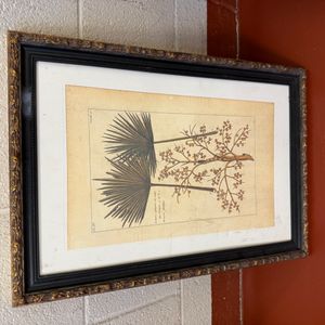 Botanical Print of Borassus flabellifer from Rumphius's Herbarium Amboinense