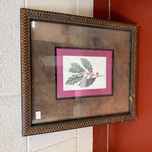 Framed Botanical Print of Small Chestnut Oak by Mark Catesby
