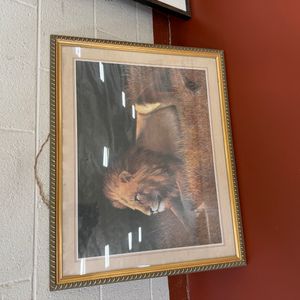 Framed Lion Portrait Print by Sam Bafaro