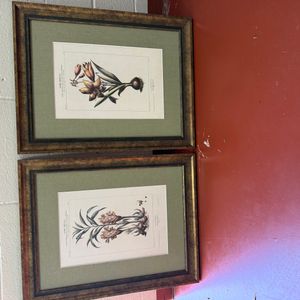 Pair of Flore Médicale Botanical Prints